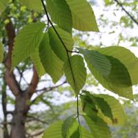 Fresh young beech leaves &#8212; just the ticket for a spring salad. | COURTESY OF THE KORYO MUSEUM OF ART