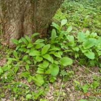 Salad days: Wild garlic (gy&#333;ja ninniku) in our Afan woods outside Kurohime in Nagano Prefecture. Fresh-picked, the leaves lend a tasty piquance to spring salads. | COURTESY OF THE KORYO MUSEUM OF ART