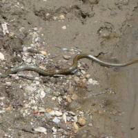 A 180-cm Japanese ratsnake on the hunt | MARK BRAZIL PHOTOS