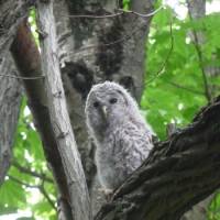 A downy, newly fledged Ural owl waits for its parents to bring food | (C) 2011 JIMDINE. COURTESY, MUSEUM OF FINE ARTS, BOSTON