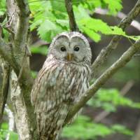An adult Ural owl looks and listens for prey | (C) 2011 JIMDINE. COURTESY, MUSEUM OF FINE ARTS, BOSTON
