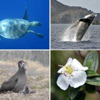 Natural attractions of the islands (clockwise from top left): green turtles; humpback whales; the endemic Ogasawara Islands peony; and black-footed albatrosses. | KYOTO NATIONAL MUSEUM/SACHIKO TAMASHIGE PHOTOS