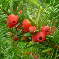 Hues of ages: Christians have adopted green as the color of eternal life, and hence of Jesus Christ, and at Christmas link it with red, the color of his blood at the Crucifixion. However, the roots of the colors\' mysticism, as on this fruiting yew, are far more ancient. | MARK BRAZIL PHOTO