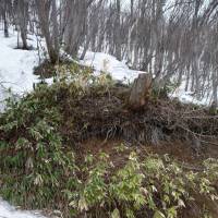 Small wonder: Sasa (dwarf bamboo) springs back to life none the worse for a winter under packed snow. | MARK BRAZIL