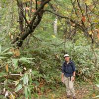 Paths like this through a forest\'s dense understory of sasa make for much happier hikers. | MARK BRAZIL