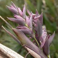 The beautiful but often overlooked purple flower of dwarf bamboo. | MARK BRAZIL