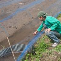 Urban refugee: Yasunori Toyoguchi gave up the city life to start his own organic farm in Motegi, Tochigi Prefecture. He checks his new rice crop while a grass snake basks in the sun, a sign that the water is good. | MAKIKO ITOH