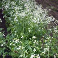 A field of arugula, or rocket, on Toyoguchi\'s farm is allowed to go to seed, as public fears of nuclear contamination has rendered the salad green unsalable. | MANDY BARTOK PHOTOS