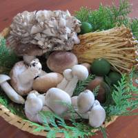 Fungal feast: A selection of traditional Japanese mushrooms. Clockwise from top: maitake, enoki, white shimeji, and shiitake in the center. Fresh mushrooms are often packaged with sawara tree leaves, which help to keep them fresh. The citrus fruits are kaposu, which match well with grilled mushrooms. | MAKIKO ITOH PHOTOS