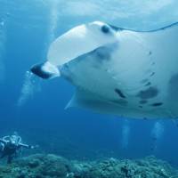 Under the sea: The Konica event will focus in part on manta rays. | ANDREW KERSHAW PHOTOS