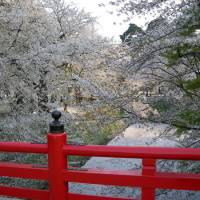 Pink spot: Hirosaki Park is one of the best areas in Japan for cherry blossoms. | &#169; JNTO