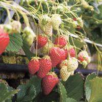 Sweet splendors: Akihime strawberries grow from a wall. | MANDY BARTOK PHOTOS