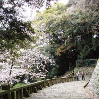 Sakura steps: Blossom over the 1,159 steps up to Kunozan Toshogu Shrine. | PETER MOUNTAIN &#169; DISNEY ENTERPRISES, INC. ALL RIGHTS RESERVED.
