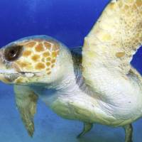 On the rebound: An endangered loggerhead turtle is seen swimming off Amami Oshima island in Kagoshima Prefecture in June. | SEA TURTLE ASSOCIATION OF JAPAN/KYODO