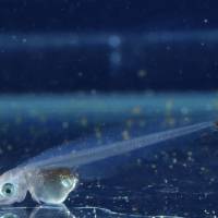 Swim, be free: An ocellated icefish larva is seen right after hatching at Tokyo Sea Life Park in Edogawa Ward, Tokyo. | TOKYO ZOOLOGICAL PARK SOCIETY