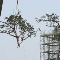 Keeping up appearances: A section of the \"miracle pine\" is lowered to the ground by a crane for remodeling work in Rikuzentakata, Iwate Prefecture, on Monday. | KYODO