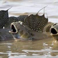 Singing for their supper?: A trio of mudskippers splash agape in mud flats in the Ariake Sea in Ogi, Saga Prefecture, on Wednesday. The species, which once faced extinction, saw an eightfold increase in its population, according to the first survey of the fish, known as \"mutsugoro,\" in 16 years. | KYODO