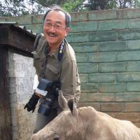 Hands-on experience: Freelance photographer Tomoaki Nakano plays with a baby rhinoceros Oct. 10 in South Africa. | KYODO