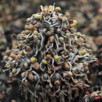 \"The Sum of all Evil,\" a work by Britons Jake and Dinos Chapman showcasing miniature Nazi soldiers in various states of diabolical torment, is displayed at Hong Kong\'s White Cube gallery Tuesday as the siblings launched their first art exhibition in China.  | AFP-JIJI
