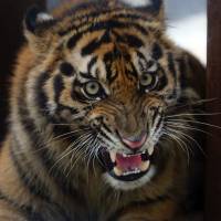 Safe for now: A young Sumatran tiger that had become involved in a conflict with people in Riau province growls in his cage on Jan. 12, 2012, prior to being relocated to a safer area. Indonesia\'s endangered elephants, tigers and orangutans on Sumatra are threatened by habitat loss due to commercial development and poaching. | AP