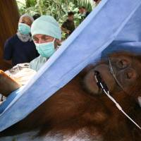 Economic casualty: An orangutan that suffered injuries after being caught and tied up by workers at a palm oil plantation, is operated on in Sumatra, Indonesia, on March 12, 2012. Indonesia has lost half of its rain forests in the last half-century, putting the country\'s remaining 50,000 to 60,000 orangutans in frequent, and often deadly, conflict with humans. | AP