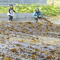 A Japanese fisherman and a girl dry the first kelp catch of the season pulled from waters near Kaigara Island, part of the Russia-held Habomai islets, on Friday. About 260 Japanese fishing boats, after paying fees to Russia, fish near the island. | KYODO