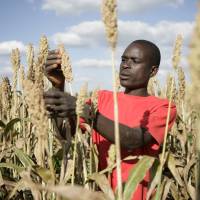 Sorghum farming in Zambia: The authors of two books on food agree that putting up the money and taking down the trade barriers to enable African farmers to be as productive as Americans would be a good start toward food security. | BLOOMBERG