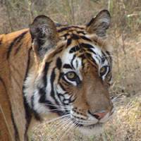 Top cat: Seen in Bandhavgarh National Park in Madhya Pradesh, central India, this fine feline rates a definite 4 on \"My Tiger Sighting Scale.\" | MARK BRAZIL PHOTOS