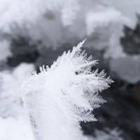 Hidden from the wind in cracks in the ice and snow covering most of the lake, \"feathers\" of ice crystals arrest the eye like precious jewels. | COURTESY OF MICHAEL WARDELL