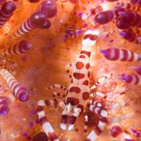 At risk: A Coleman shrimp in the waters off Raja Ampat, Indonesia, creates a safe habitat by snipping off the poisonous spines of fire urchins, to which it is immune but its predators are not. | YOSHIAKI MIURA PHOTO