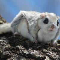 Stopover: The line on the flank of this Siberian flying squirrel is the border of its patagium, a fold of skin between the fore and hind limbs that enables it to glide through the air. | MARK BRAZIL PHOTOS