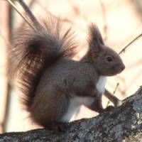 Tufty: The Eurasian red squirrel whose antics in Hokkaido were so enthralling. | MARK BRAZIL PHOTOS