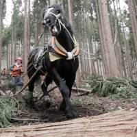Harnessing nature: Takashi Iwama, horse-logging recently in a national forest, rides on trimmed-out timber being hauled by his powerful partner, Samurai King &#8212; who he then leads back for more. | CONAN MORIMOTO