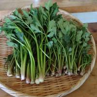 Eat your greens: Goldenglow is officially a pest in Japan, but young shoots we harvested while clearing it from our woods made a tasty hitashi-style dish. | HISAKO ISHII