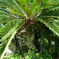 Despite their poisonous seeds, flour can be made from cycad stems. | MARK BRAZIL PHOTO