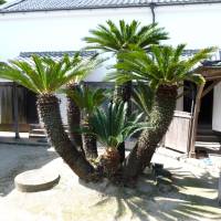 Cycads like this can be found as far north as Kyushu\'s Kamaguchi Prefecture. | MARK BRAZIL PHOTO