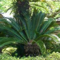 A cycad at the Kikuya Residence in Hagi, Yamaguchi Prefecture. | MARK BRAZIL PHOTO