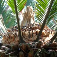 Cycads like this can be found as far north as Kyushu\'s Kamaguchi Prefecture. | MARK BRAZIL PHOTO