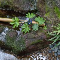 An elegantly placed sprig of gentian. | STEPHEN MANSFIELD PHOTO