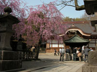 Jindaiji Temple Matsuba Chaya