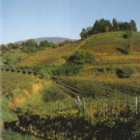 Avoiding the heat: To ensure that Italian wines reach Japan in peak condition, K.K. Vinarius imports wine directly from areas such as Friuli-Venezia Giulia and makes sure that shipments are kept at a constant 10 C during the voyage. | JUDIT KAWAGUCHI PHOTO