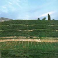 Italian vineyards to Japanese tables: The province of Trento (or Trentino), one of the regions of Italy from which K.K. Vinarius directly imports wine. | JUDIT KAWAGUCHI PHOTO