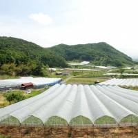 Summer shelter: At Takahata Winery in Yamagata Prefecture, special covers protect the grapes and the ground from rain and typhoons. | &#169; 2013 Marvel. All Rights Reserved.