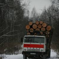 A truck loaded with Korean pine makes clear that the tigers\' habitat is being destroyed. | PATRICK EVANS PHOTO