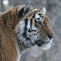 On the lookout: A Siberian tiger surveys his domain. Adult males such as this have been known to travel more than 1,500 km in search of the many mates they seek. | DALE MIQUELLE PHOTO