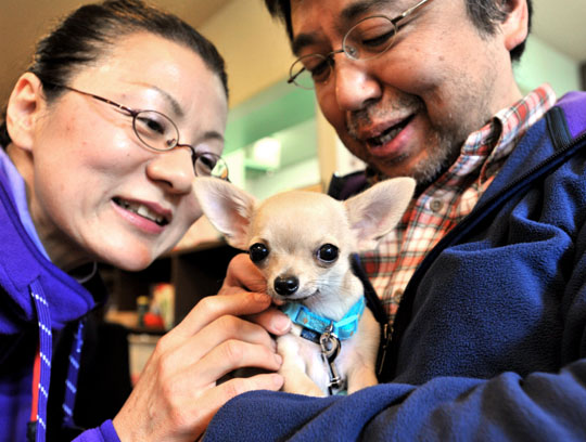 Puppy love: Mikimasa Maeki (right) and his wife, Takako, fuss over their 4-month-old chihuahua named Momotaro at a class for puppies and their owners held at dog-friendly cafe Plus Wan! in Tokyo's Itabashi Ward on Jan. 30. | YOSHIAKI MIURA PHOTO