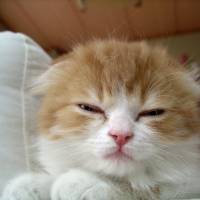 My friend loves and refuses to leave this ferocious feline. A feline confessional — for those who can't resist abusive pets