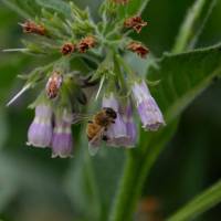 A bee feeds in Shiga, Nagano Prefecture. | WINIFRED BIRD PHOTO