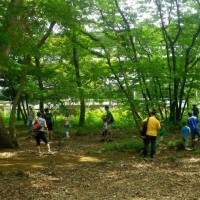 Semi sanctuary: Collecting cast-off cicada shells as part of a survey of the cicada population in a copse on the east side of Kodaira Chuo Park &#8212; the part that will be cut down to make way for the road. | MAKOTO OSAWA