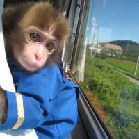All aboard: One of Hojomachi Station\'s station masters gazes out the window of a train in Hyogo Prefecture. | HOJO RAILWAYS